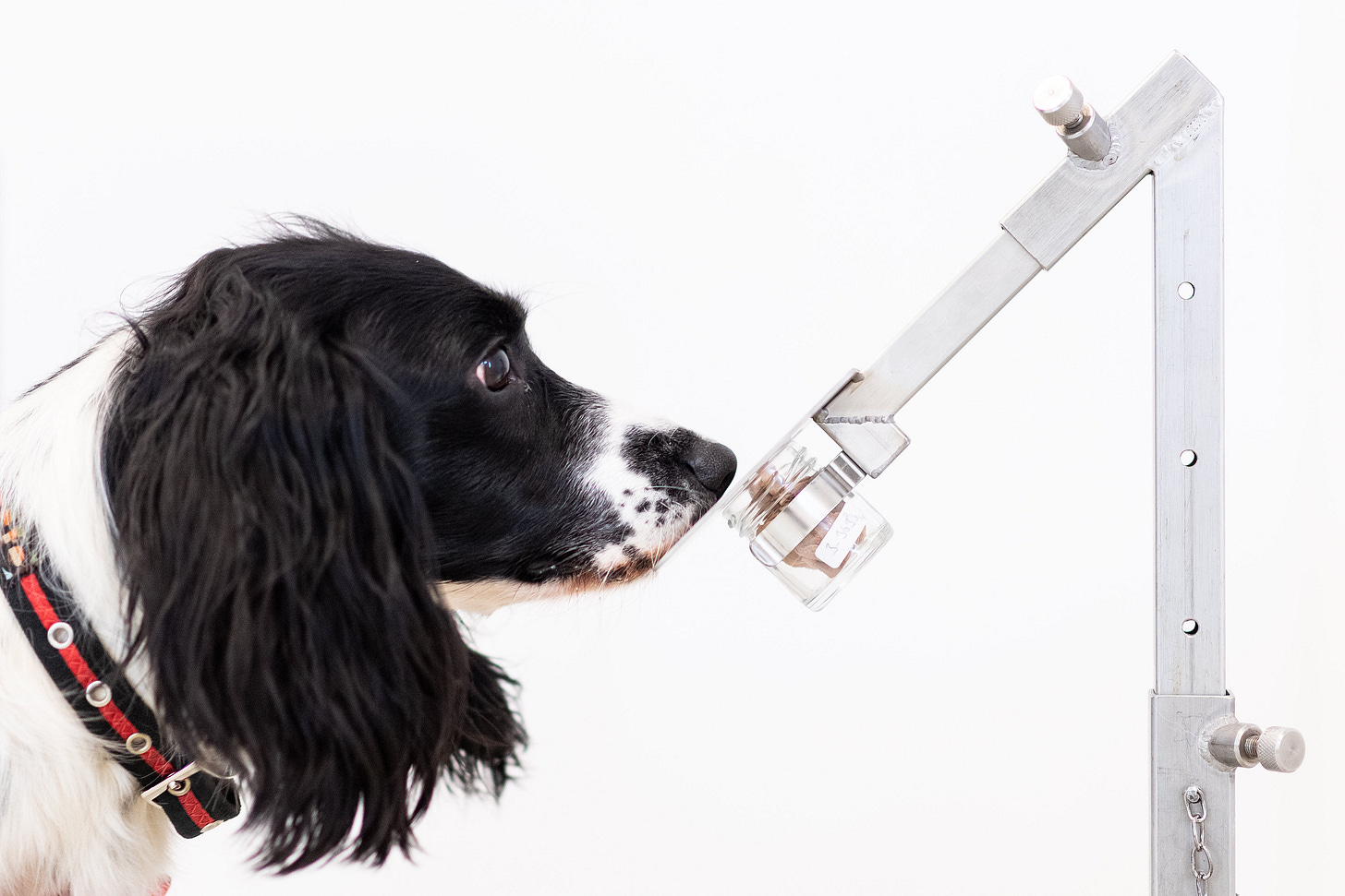 AI System Can Sniff Out Disease as Well as Dogs Do | Scientific American