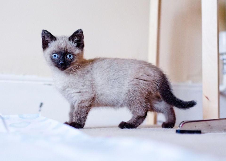 Mittens as a kitten is tiny, with soft cream fur, dark ears, paws, and face, and brilliant blue eyes. Mittens stands alert while gazing curiously at us. Mittens as a kitten is tiny, with soft cream fur, dark ears, paws, and face, and brilliant blue eyes. Mittens stands alert while gazing curiously at us.