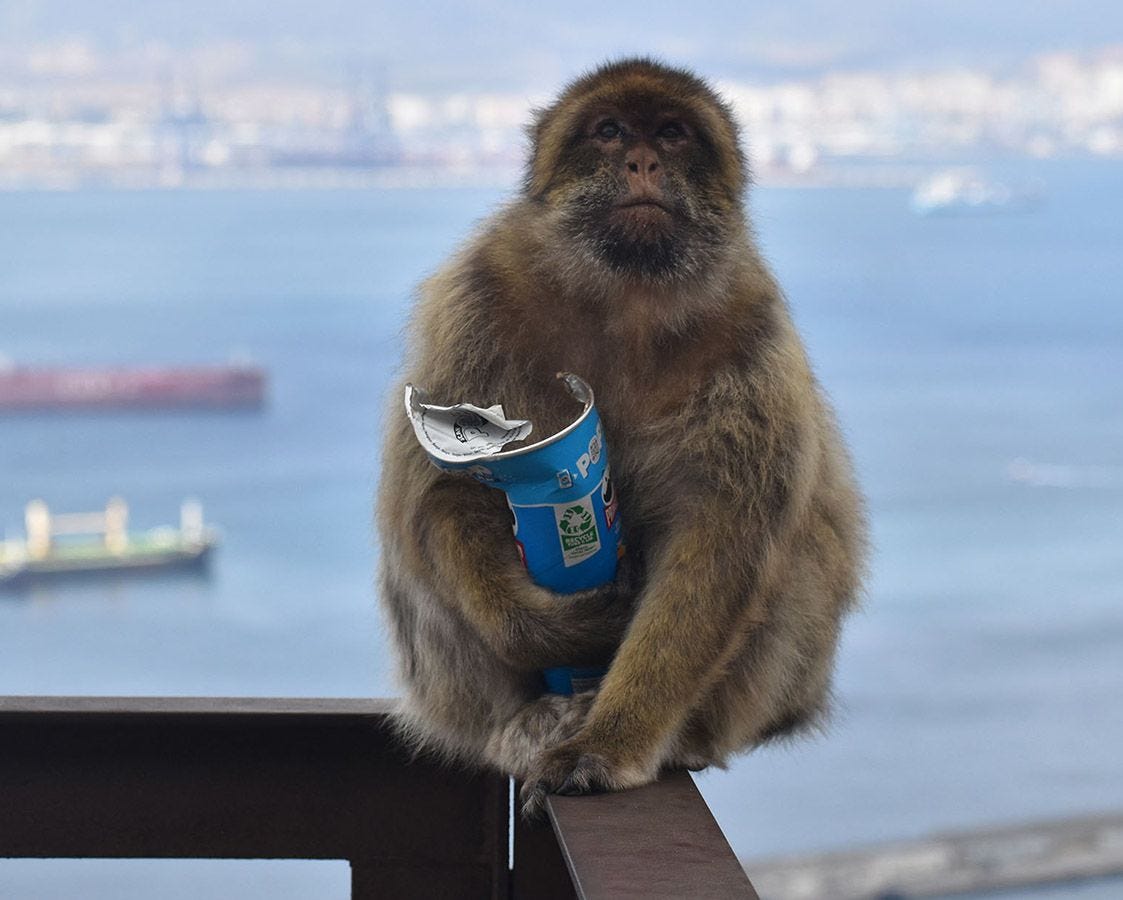 Monkeys learn to eat soil so they can tolerate high-calorie junk food