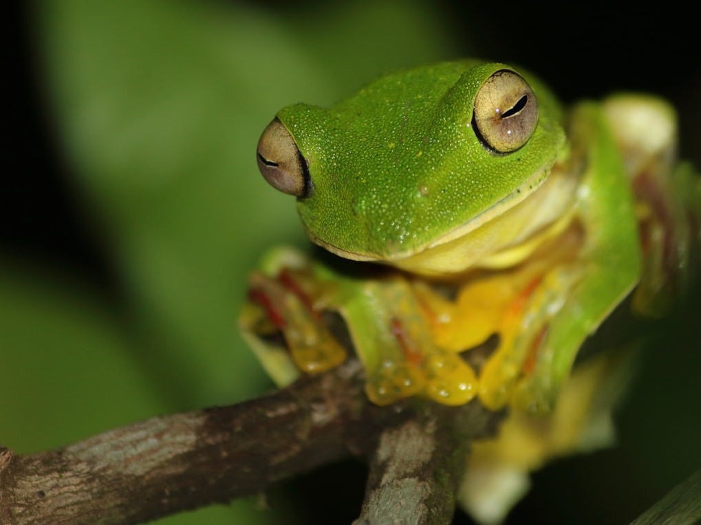 close up photography of green frog on brown stem
