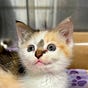 Humane Society SCM's avatar