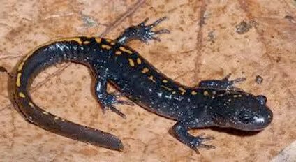 When the Salamander Rules