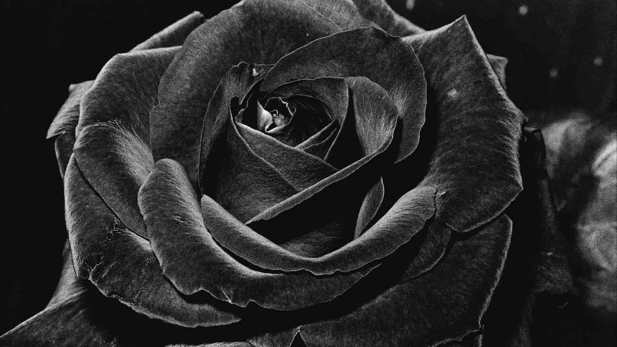 Thumbnail of Random opinions about the path