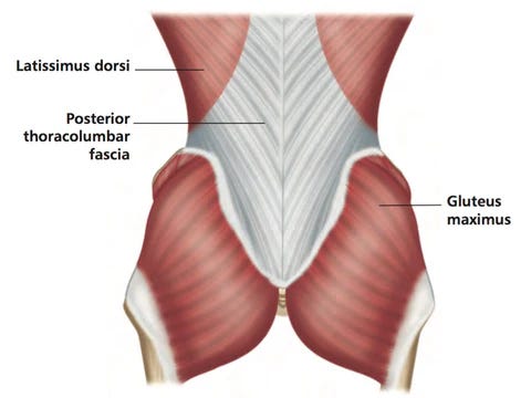 An anatomical view of the thoracolumbar fascia posterior view. An anatomical view of the thoracolumbar fascia posterior view.