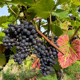 Autumn Harvest