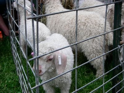 IMGP1118