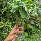 The easiest, quickest and most reliable way to grow basil