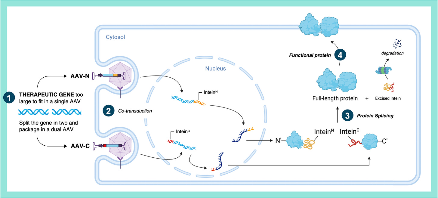 https://splice.bio/protein-splicing/