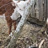 Small Farm Republic