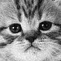 Cat's avatar