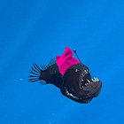 Should We All Just Go Insane?