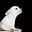 Rick Jacobs's avatar