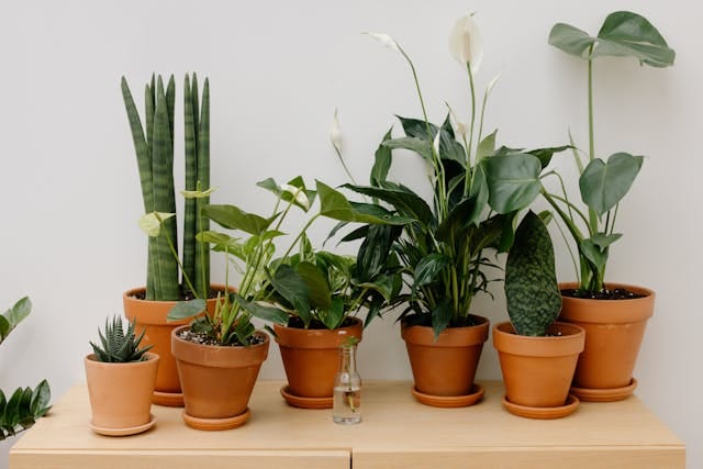Peace lilies, other assorted plants Peace lilies, other assorted plants