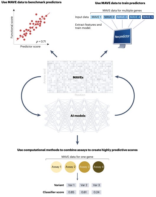 Multiplexed assays of variant effect data and artificial intelligence. Multiplexed assays of variant effect (MAVE) data synergize with artificial intelligence (AI) models in various ways. For example, MAVE data can be used to benchmark variant effect predictors. Similarly, MAVE data sets can be used to train new variant effect prediction models. Finally, multiple MAVE data sets for the same gene can be combined to create a combined score with optimal performance.