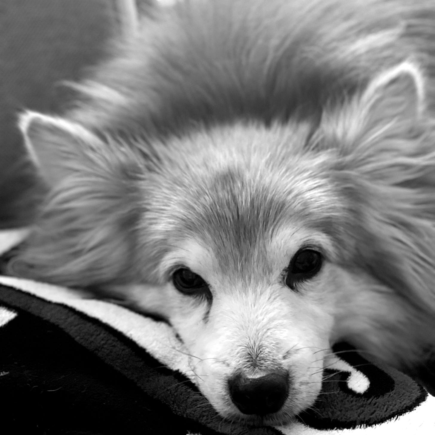 My beautiful doggo, Dexter My beautiful doggo, Dexter