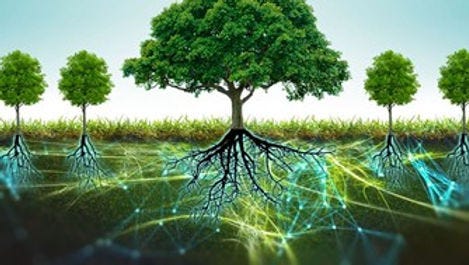 Mycorrhizal Network Neurons