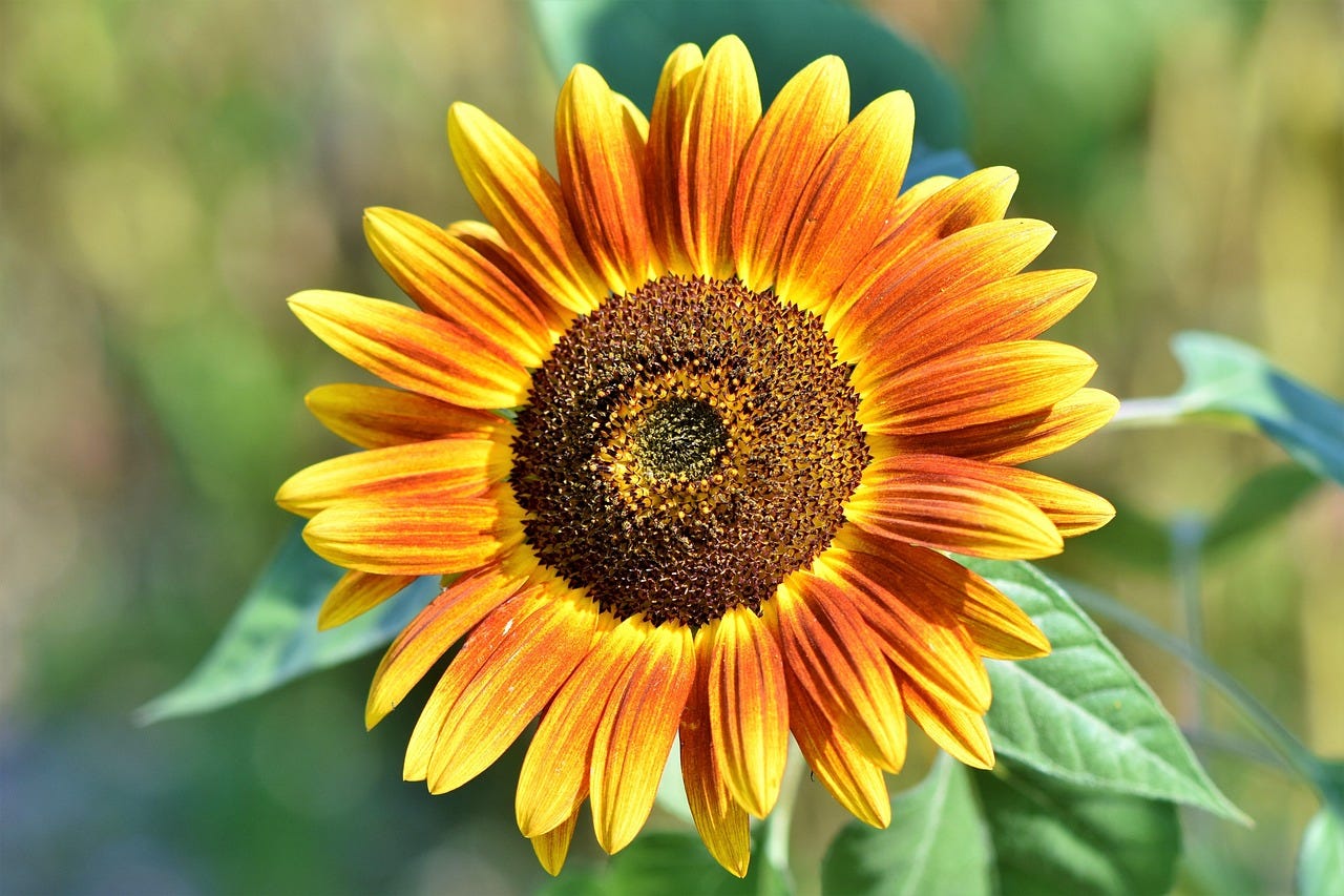 L'huile de tournesol s'oxyde facilement