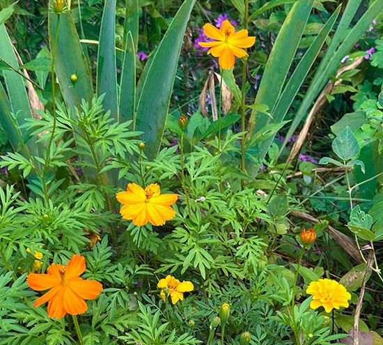 Orange Cosmos, Marigolds and Iris, Photo John Hulsey