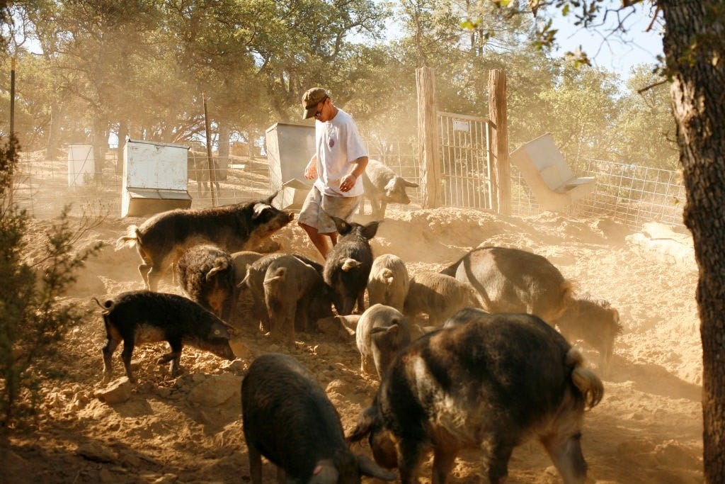 GettyImages-1268495771 pigs