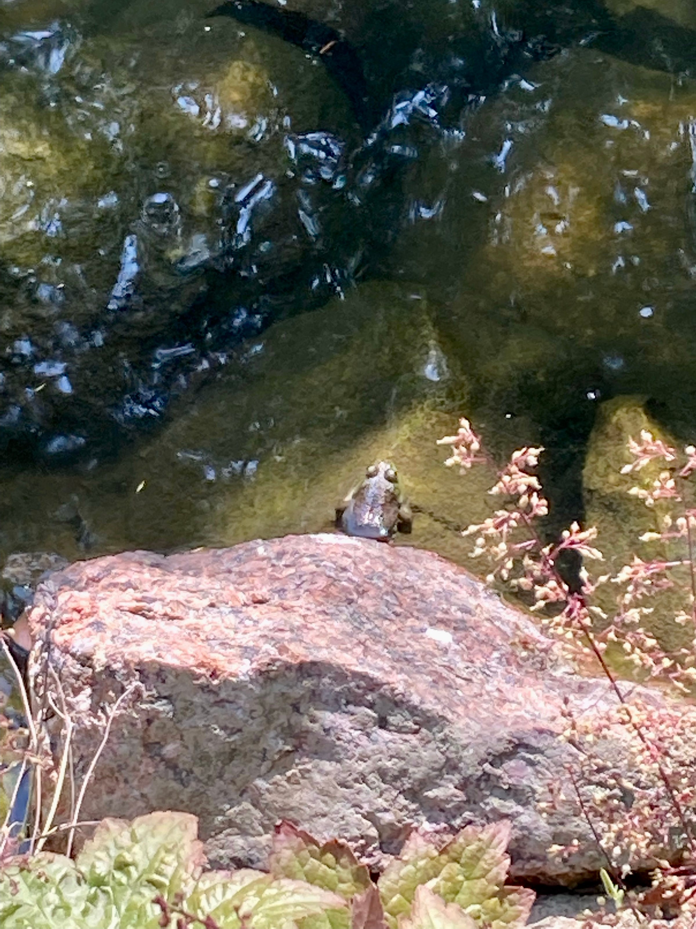 Photograph of Small Brown and Green Frog Sunning Itself on Pink Quartz Rock at Water Pond's Edge, My Forever Son, 5 Ways Suicide Grief is Different