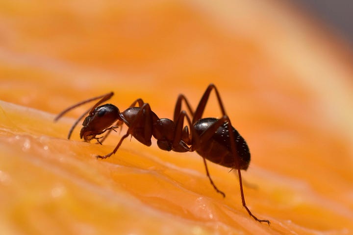 Close up of a bug on a yellow flower; a close up of an ant on half an orange slice;a close up of a fly on an orange; a close up of a very tiny beelike insect flying close to a very large in comparison bumble bee gathering pollen from a sunflower.