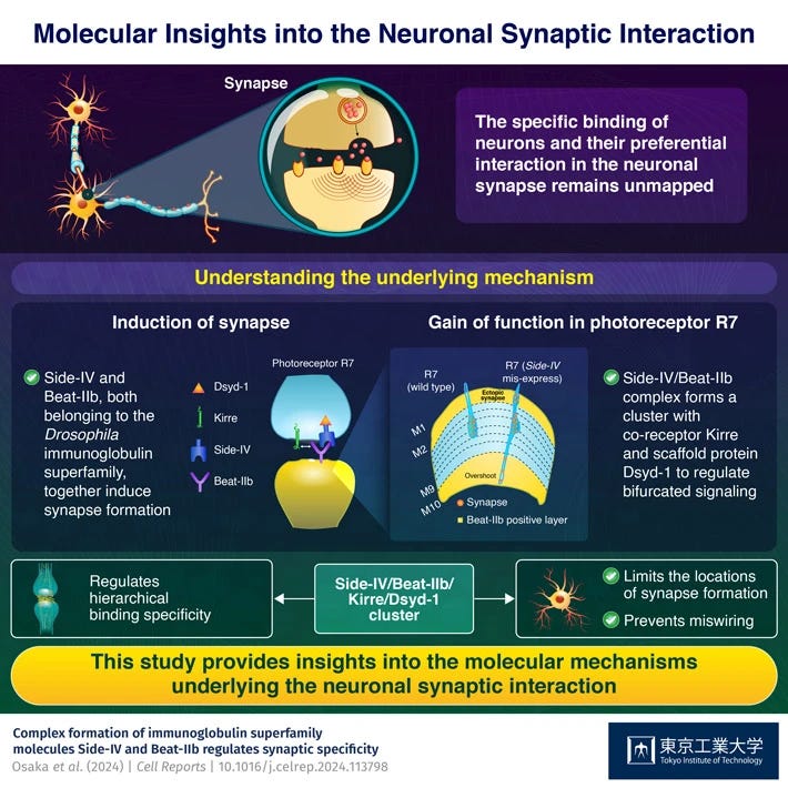 A Molecular Route to Decoding Synaptic Specificity and Nerve Cell Communication