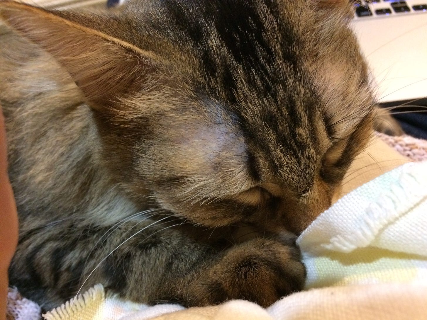 Chase Therapy Cats Chase Therapy Cats