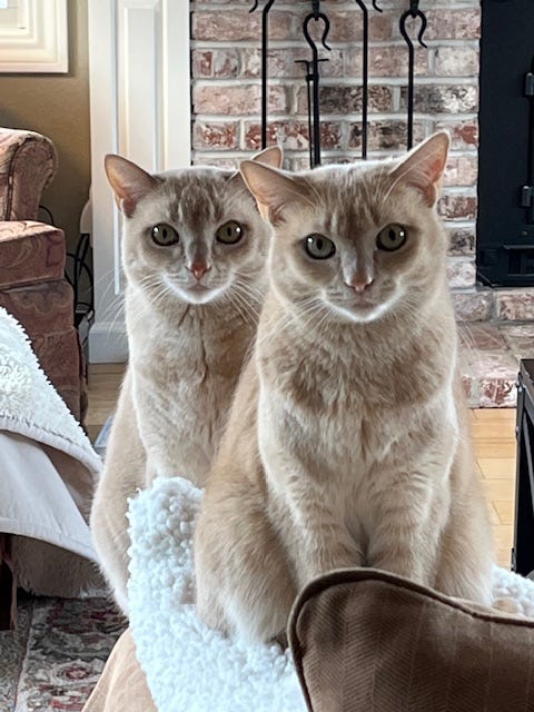 A photo of our two cats, Bean and Sis