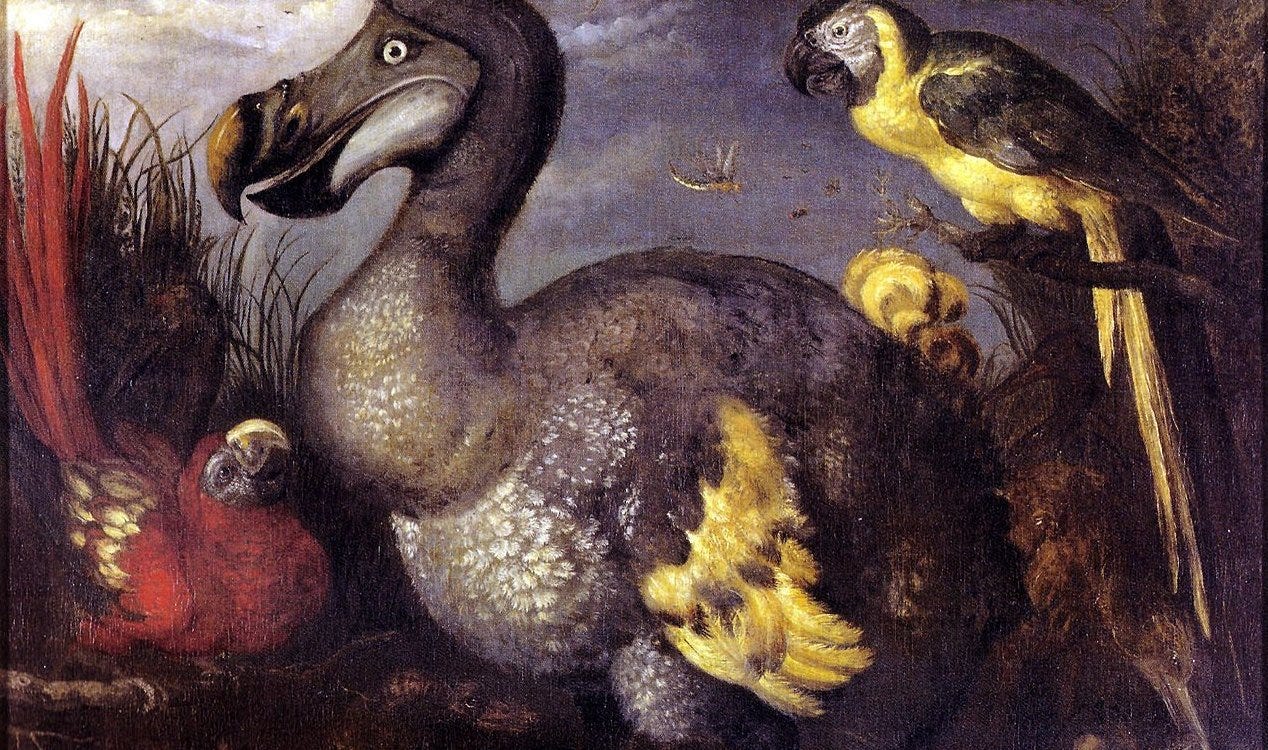 Cientistas estão usando tecnologia de células-tronco para ‘desextinguir’ o dodô. Cientistas estão usando tecnologia de células-tronco para ‘desextinguir’ o dodô.