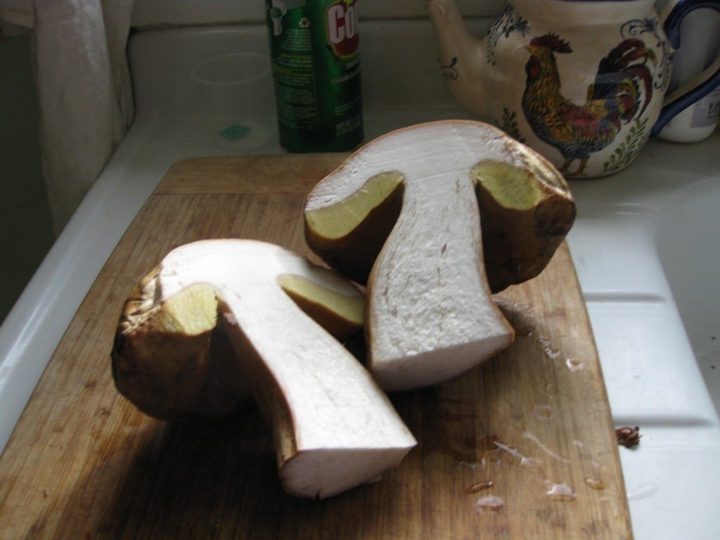 One very large king bolete split in two, cut sides up