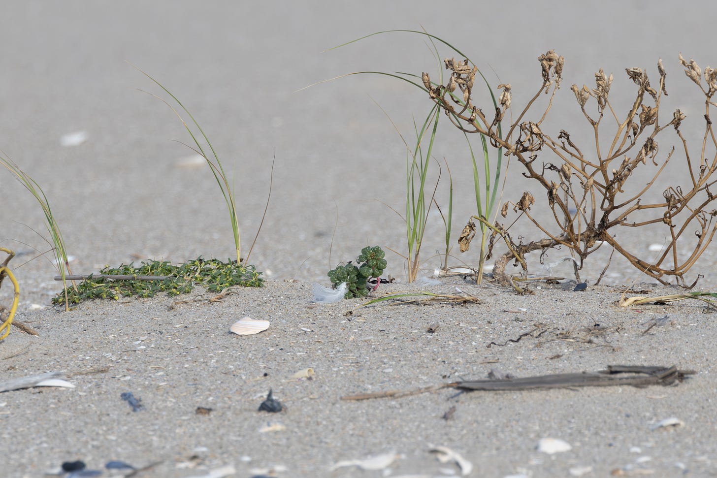 a seabeach amaranth plant in the distance, showing just how tiny it is a seabeach amaranth plant in the distance, showing just how tiny it is