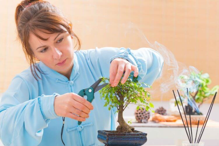 Bonsai Tree Trimming