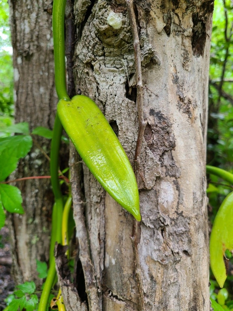 Rough-barked tree (kind of grayish bark) with a nearly-neon green vine growing up it. The vine has wet-looking narrow, oblong leaves.