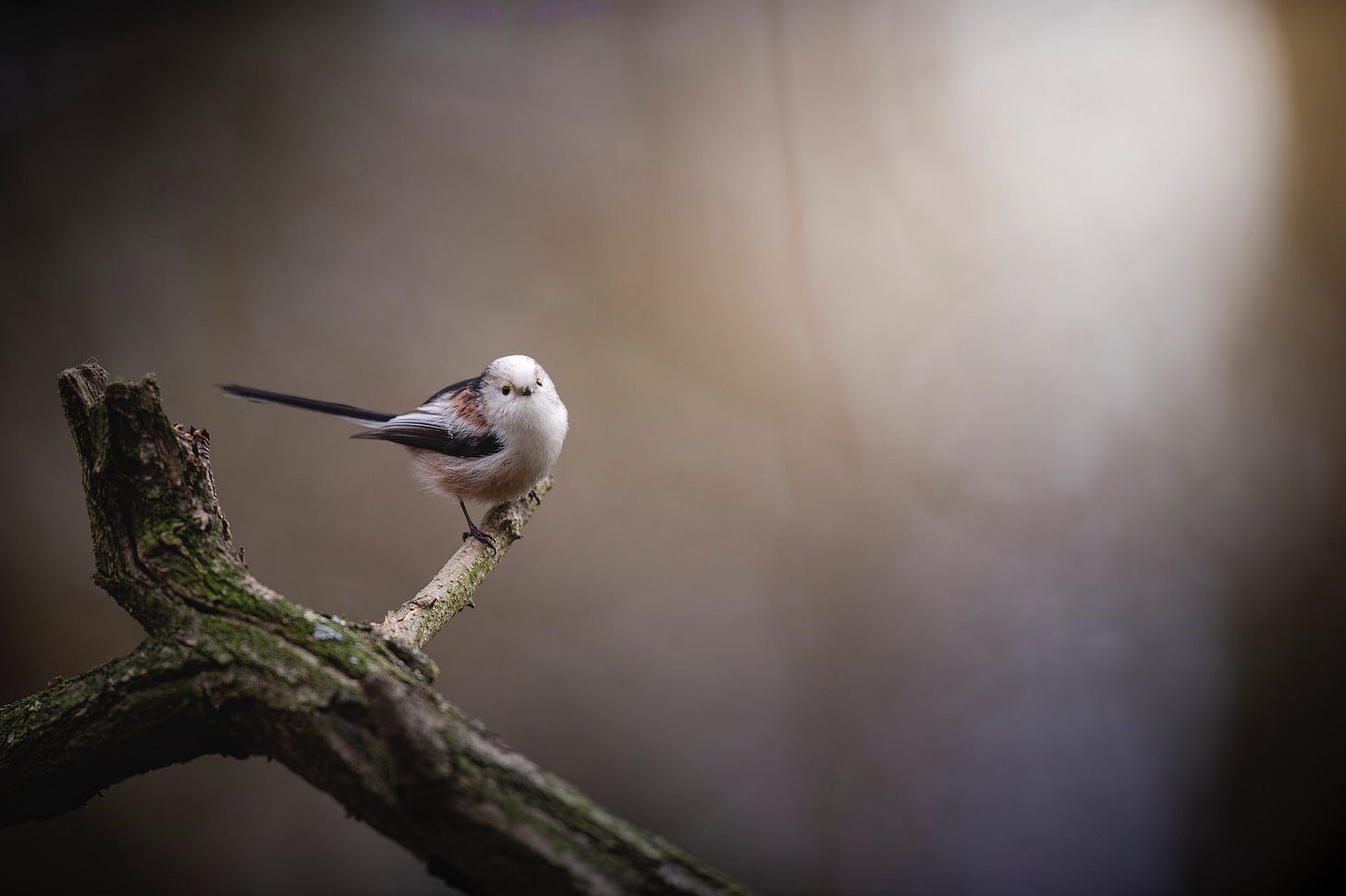 Long-tailed tit ✓ follow me on Instagram: instagram.com/dkomov ✓ downloads more in my site: dkomov.com