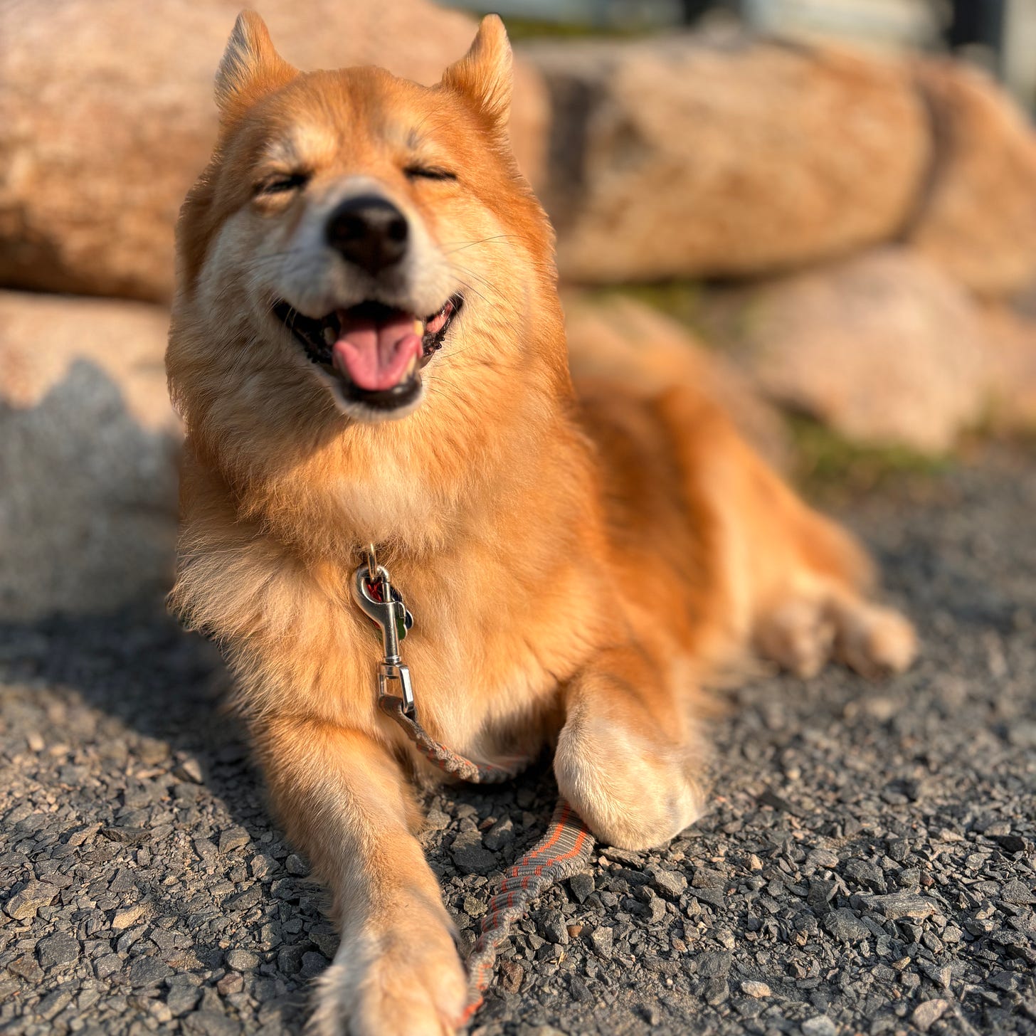 Red shiba inu mix lying in the sun smiling