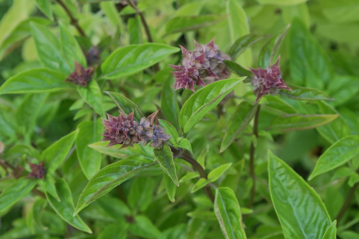 blooming christmas basil plants blooming christmas basil plants