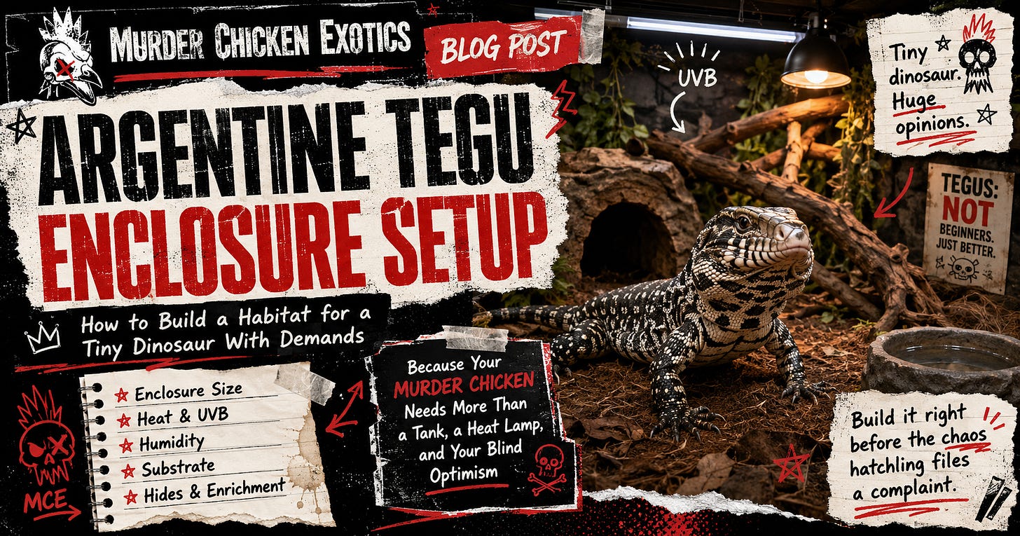 Murder Chicken Exotics blog graphic for Argentine tegu enclosure setup featuring a black and white Argentine tegu inside a naturalistic habitat, with bold red, black, and white punk-style text about building a proper enclosure with heat, UVB, humidity, substrate, hides, and enrichment.