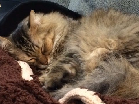 Chase_Cozy_Sleepy Chase_Cozy_Sleepy