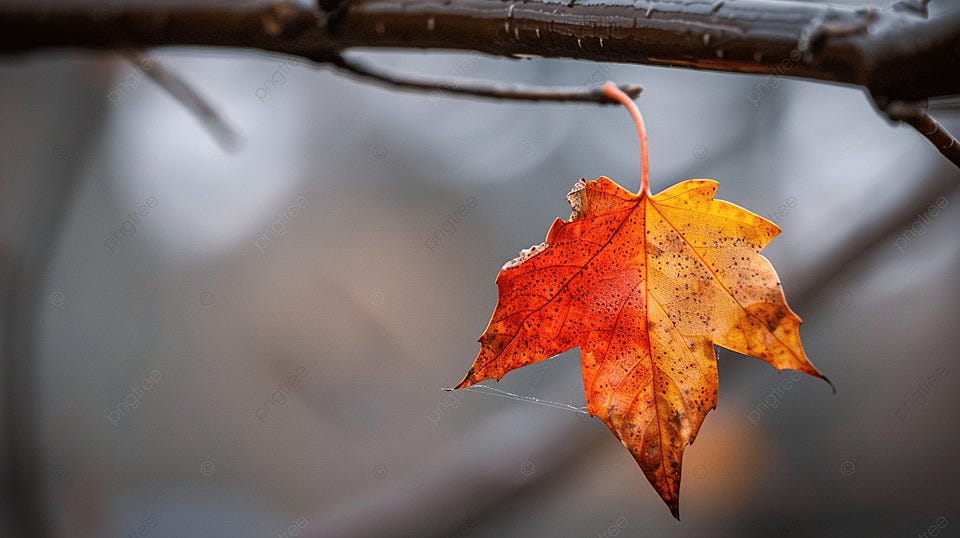 A Dried Autumn Leaf Is Hanging On A Branch Background, Autumn, Background,  Beauty Background Image And Wallpaper for Free Download