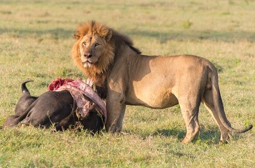 Lion Devouring Prey