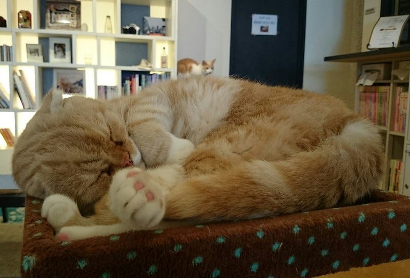 bruiser bruiser