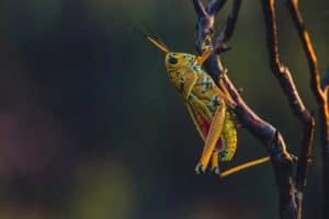 Locust on a leaf