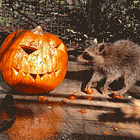 ‘The Indian Question.’ Tabs, Fri., Oct. 16, 2026