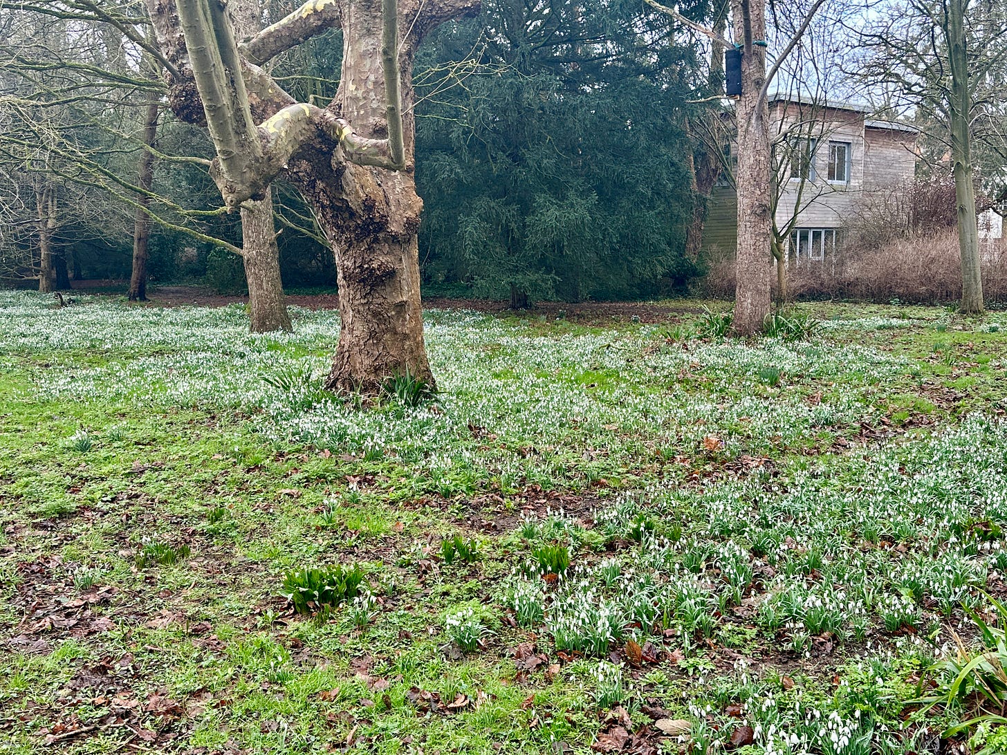 Snowdrop flowers are scattered throughout a lightly forested field.