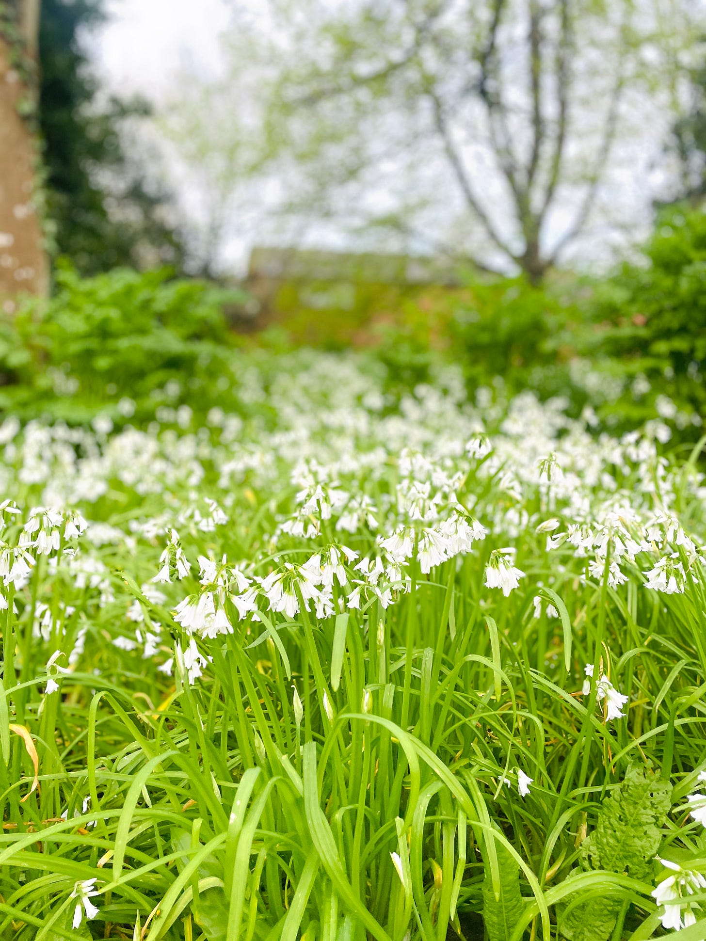 Three cornered leek