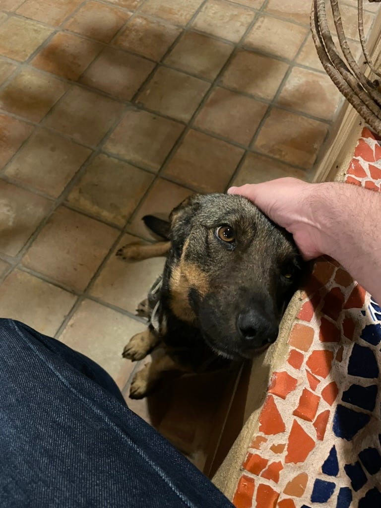Our dog Tigre looking up at the camera.