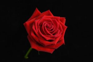 rose diagonal perspective