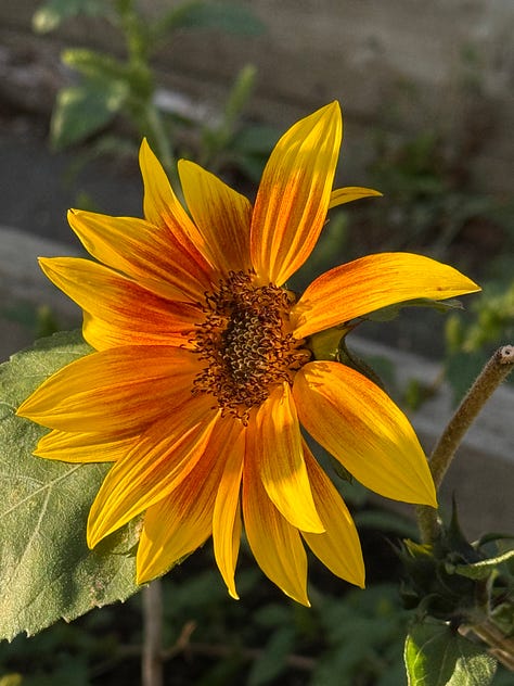 Flowers in the golden hour sunlight