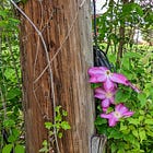 Even as Climate Changes: There is a Season for Everything (Change, Change, Change)