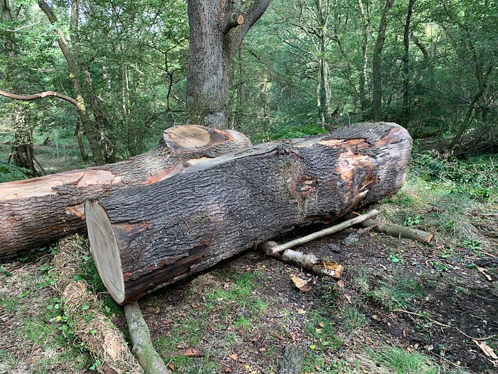 The logs are in their final place and ready to be milled.